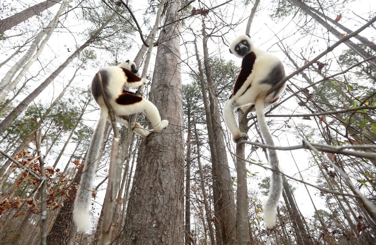 The Duke Lemur Center