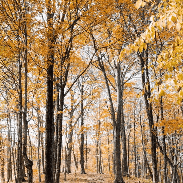 Kildaire Farms in Cary